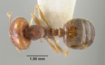 Media type: image;   Entomology 20738 Aspect: habitus dorsal view